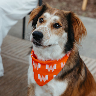 A close-up of a brown and white dog wearing a bright orange bandana with a repeating white 'Flying W' pattern, set against a softly blurred outdoor background.